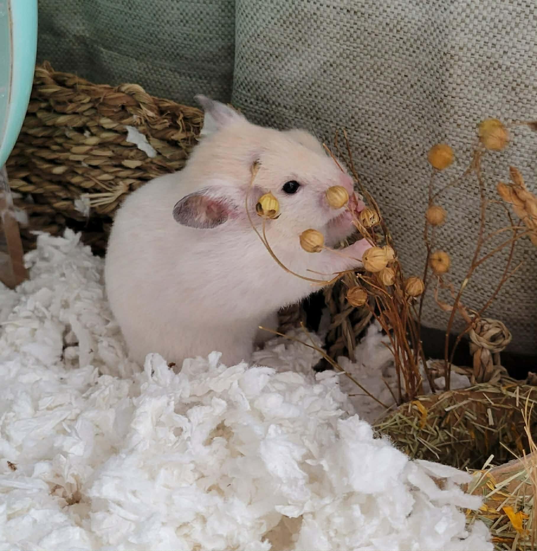 Snow Crystal, adoptable, Baby Female Hamster.