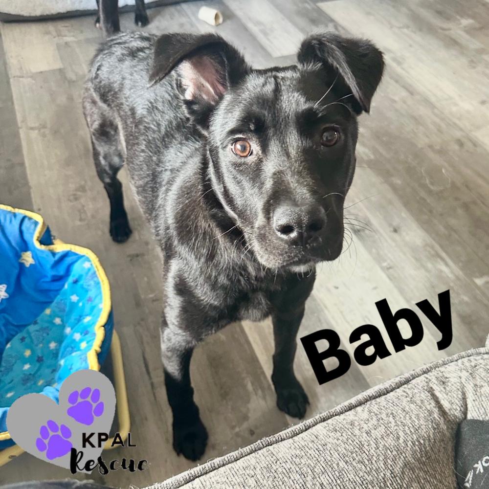 Enlarge Baby, a Adoptable mixed breed in Kenai, AK image 1/3