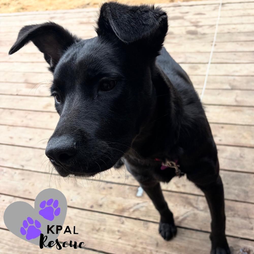 Enlarge Baby, a Adoptable mixed breed in Kenai, AK image 2/3