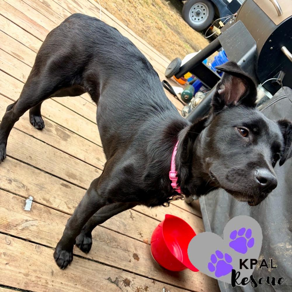 Enlarge Baby, a Adoptable mixed breed in Kenai, AK image 3/3