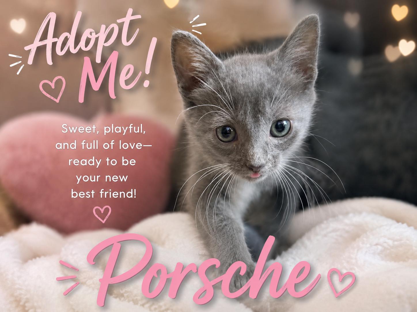 Enlarge Precious Porsche-Available Soon, a Adoptable Tuxedo in Laurel, MD image 1/3