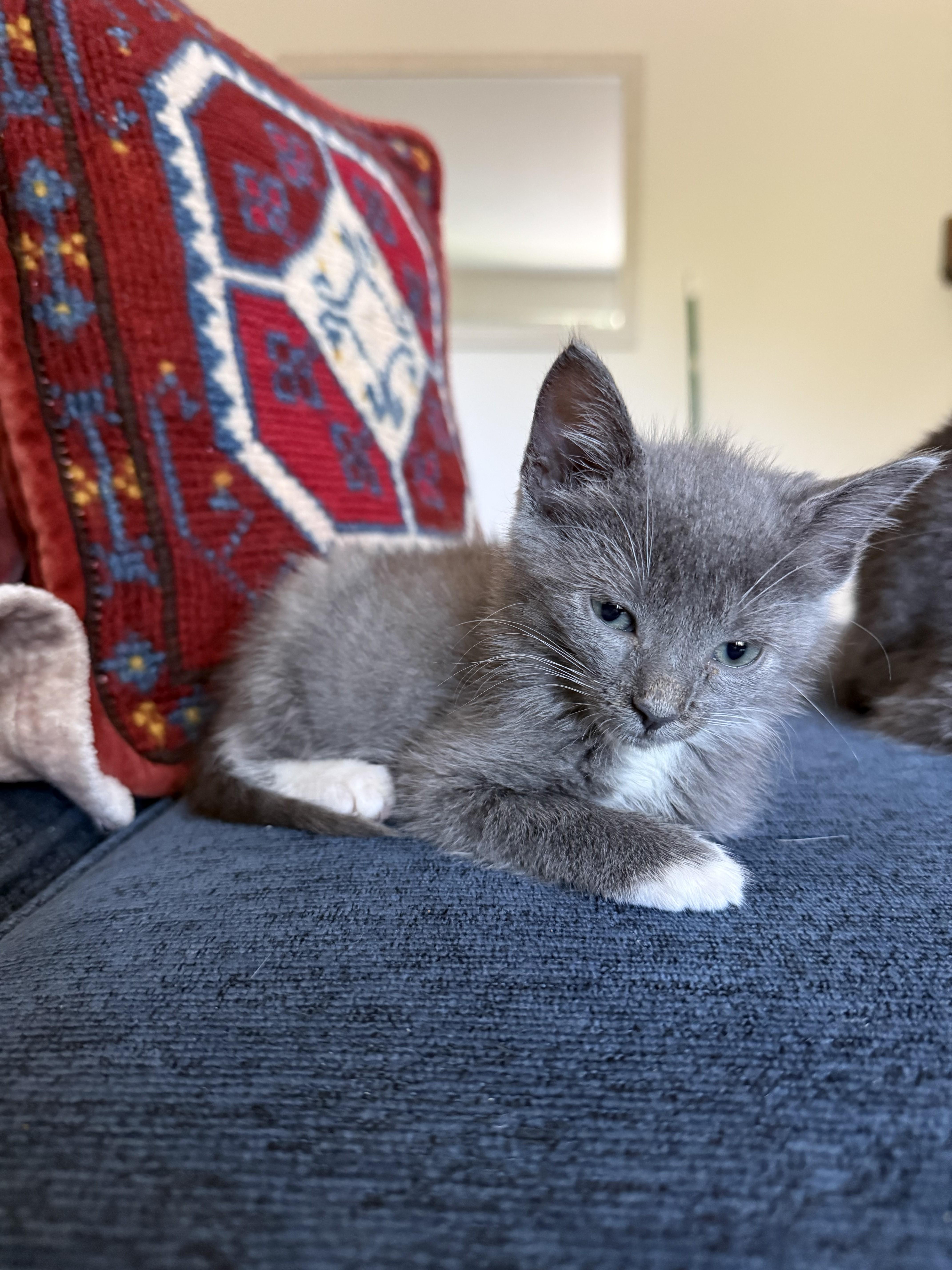 Enlarge Precious Porsche-Available Soon, a Adoptable Tuxedo in Laurel, MD image 2/3