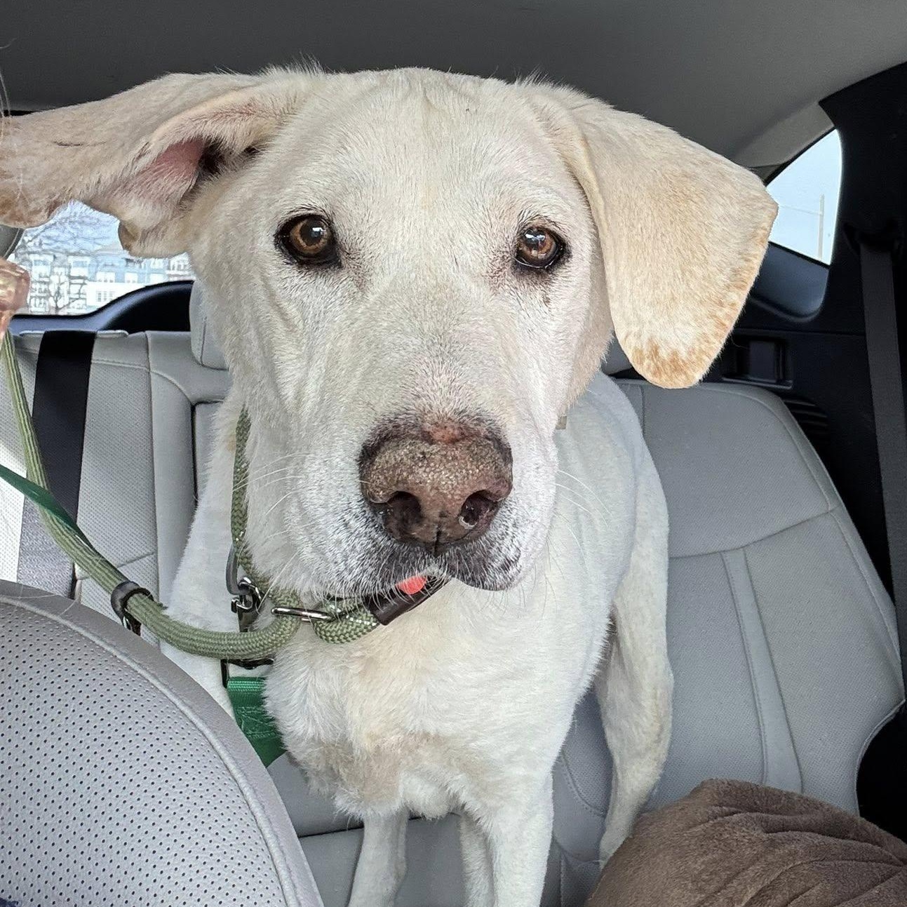 Ellis, adoptable, Senior Female Yellow Labrador Retriever.