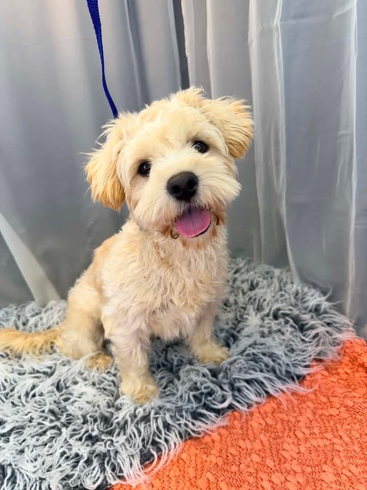 Mr Bean, adopted, Adult Male Havanese & Poodle.