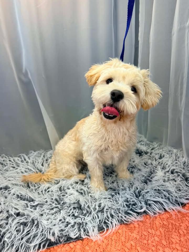 Enlarge Mr Bean, an adopted mixed breed in Tomkins Cove, NY image 2/5