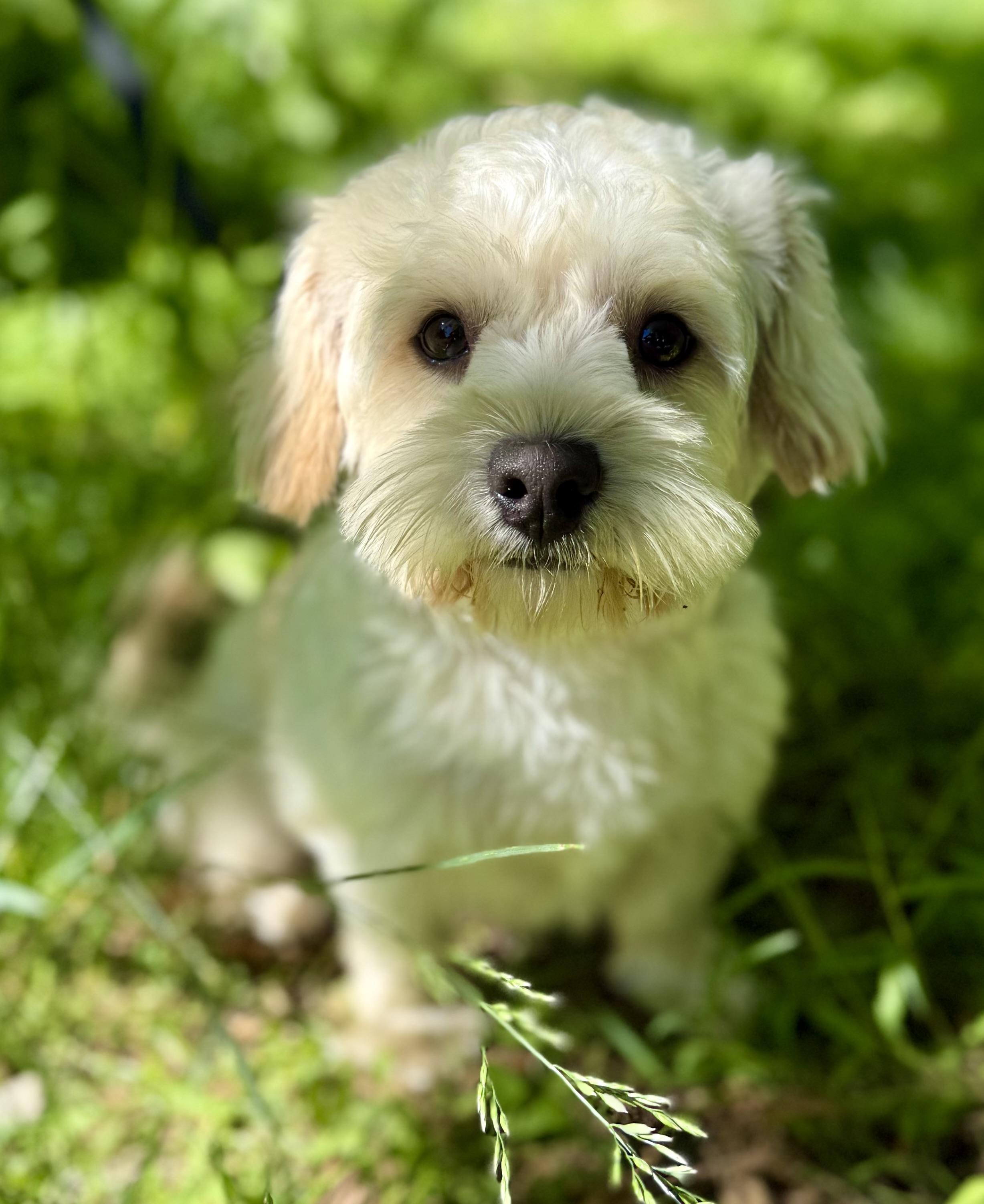 Enlarge Mr Bean, an adopted mixed breed in Tomkins Cove, NY image 3/5