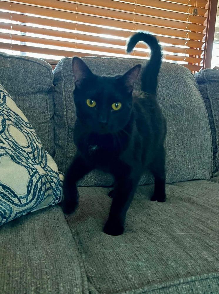 Frida, Adoptable, Young Female Domestic Short Hair & Domestic Short Hair.