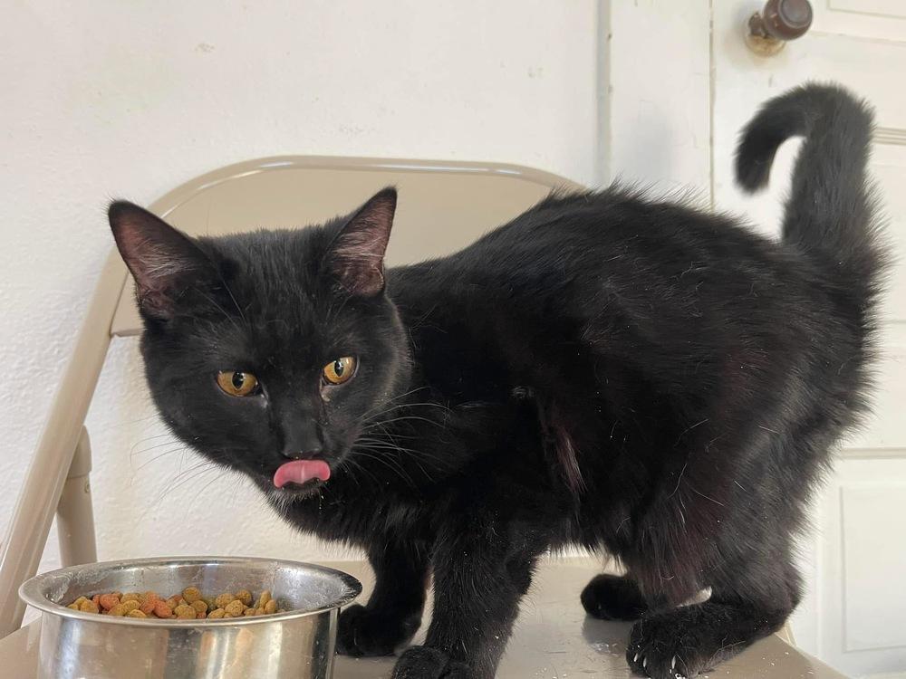 Frida, Adoptable, Young Female Domestic Short Hair & Domestic Short Hair.