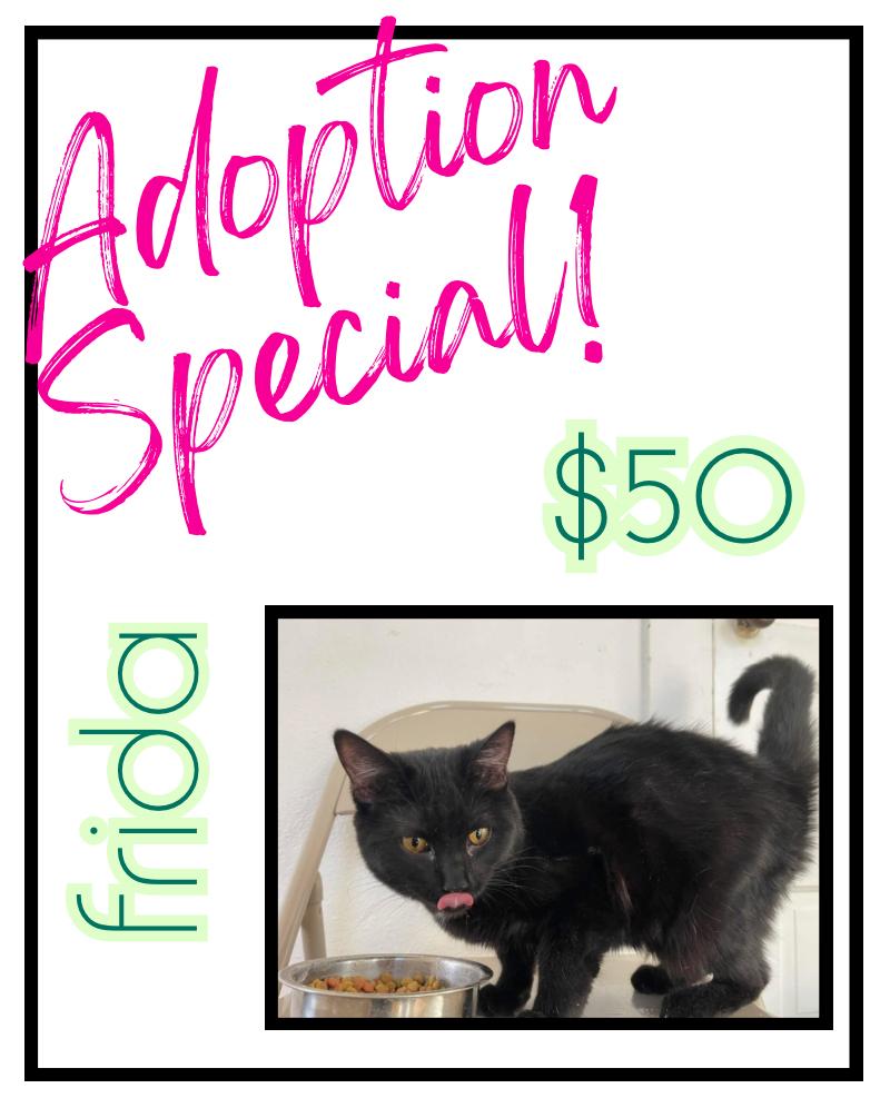 Enlarge Frida, a Adoptable mixed breed in Poplar Grove, IL image 2/3