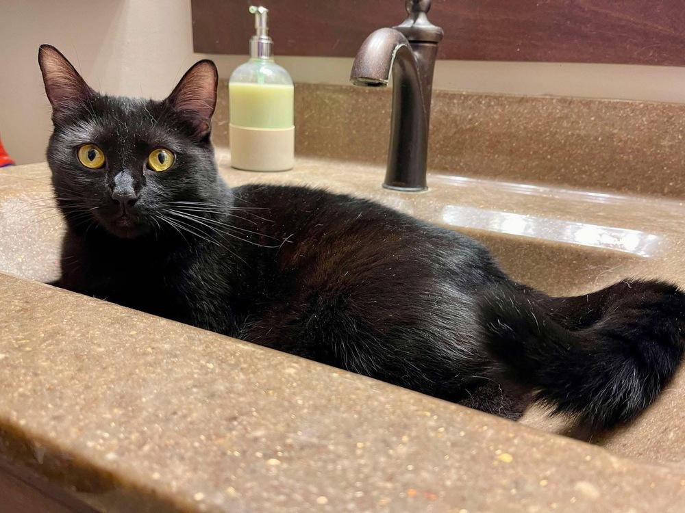 Enlarge Frida, a Adoptable mixed breed in Poplar Grove, IL image 3/3