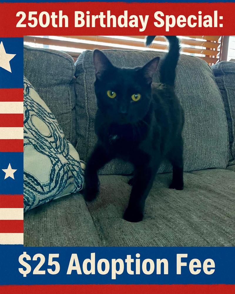 Enlarge Frida, a Adoptable mixed breed in Poplar Grove, IL image 3/3