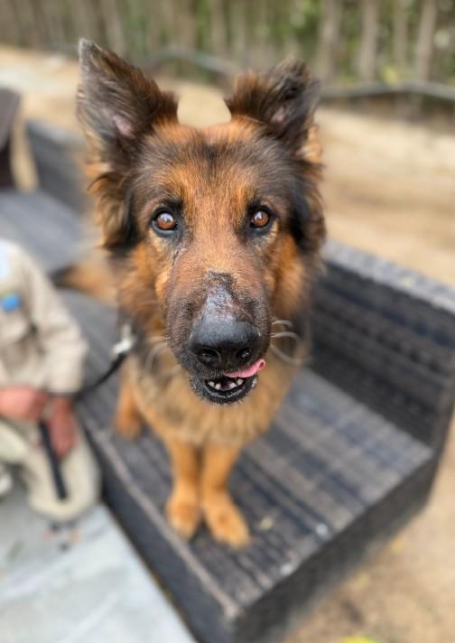 Stunning Polo From Kuwait thumbnail 4