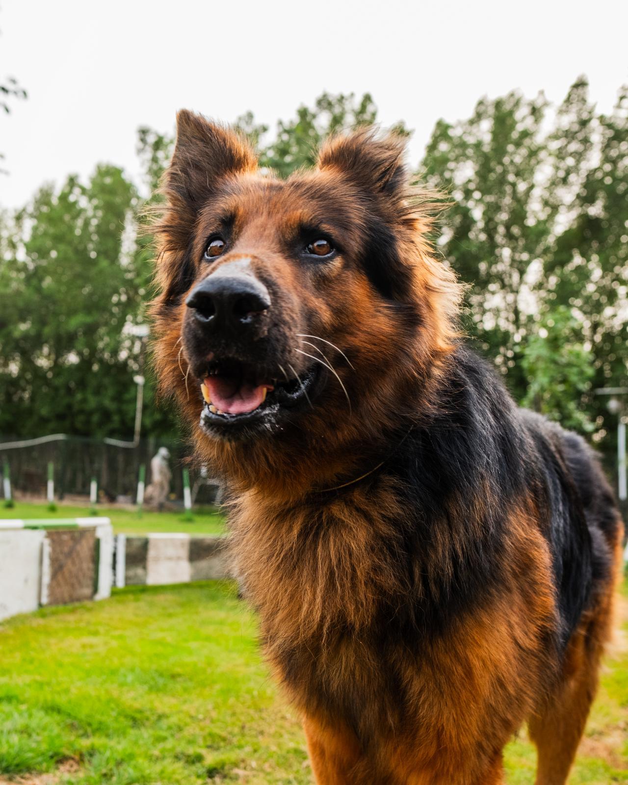 Stunning Polo From Kuwait thumbnail 2