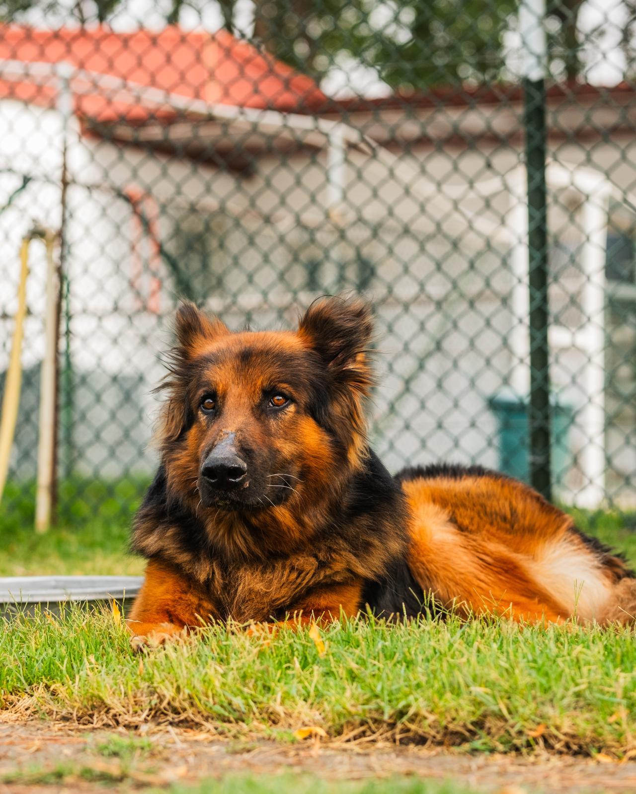 Stunning Polo From Kuwait thumbnail 3