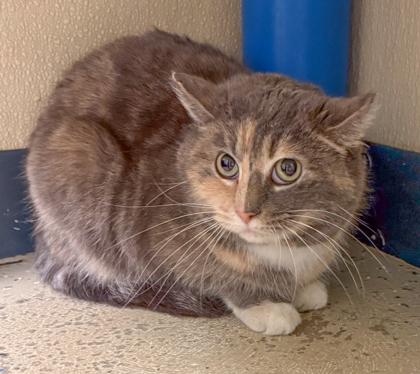 Enlarge Bubbles, a Adoptable mixed breed in Verona, WI image 1/3