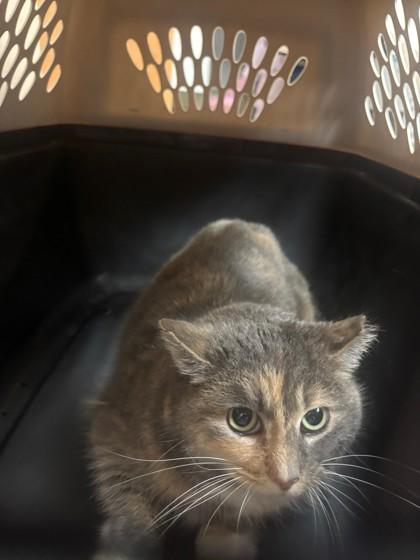 Enlarge Bubbles, a Adoptable mixed breed in Verona, WI image 2/3