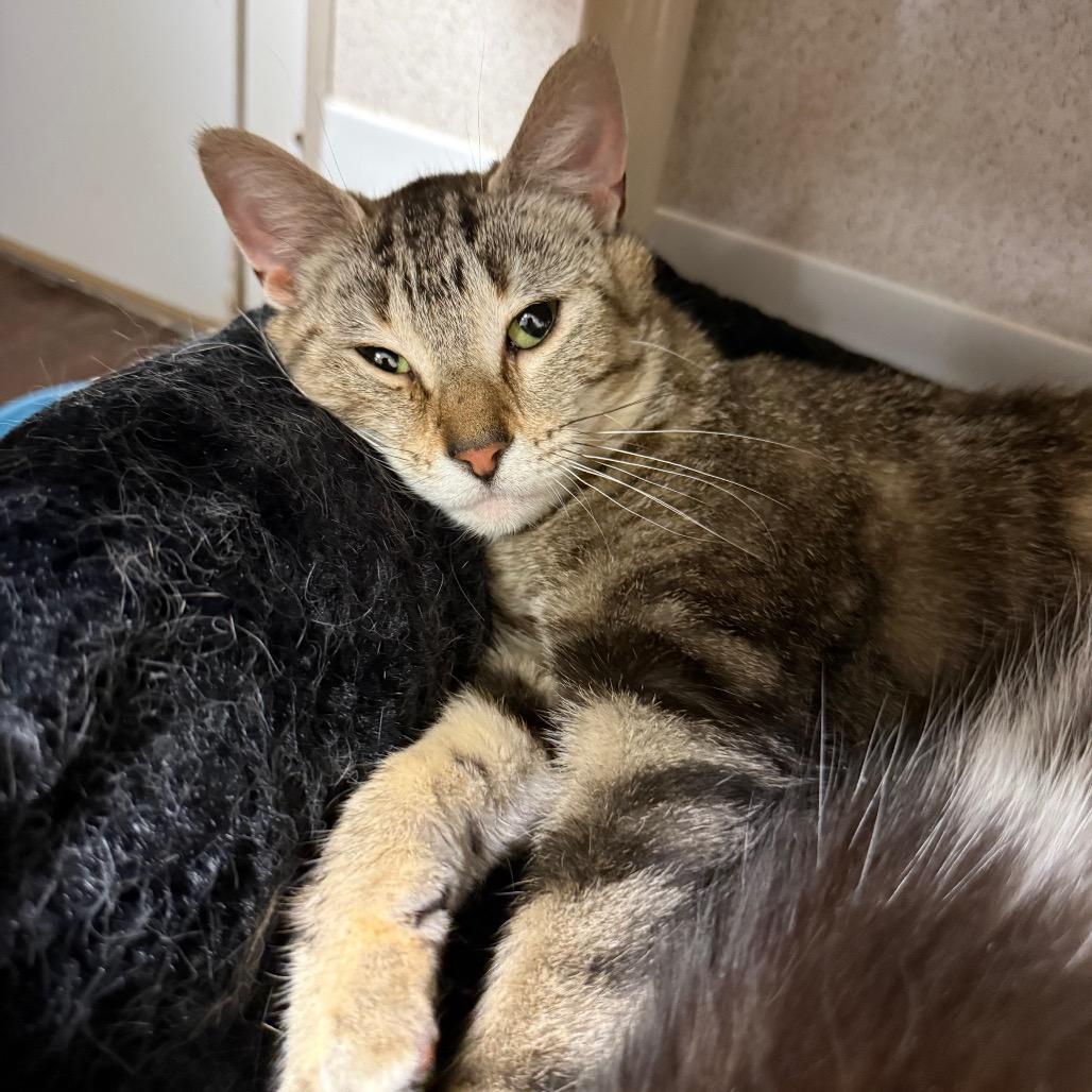 Enlarge Matilda, a Adoptable Domestic Short Hair in Naperville, IL image 1/5