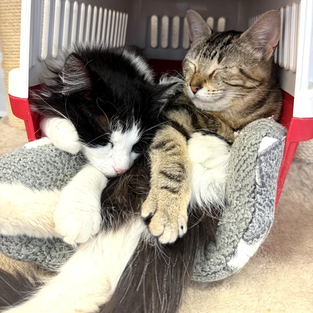 Enlarge Matilda, a Adoptable Domestic Short Hair in Naperville, IL image 2/5