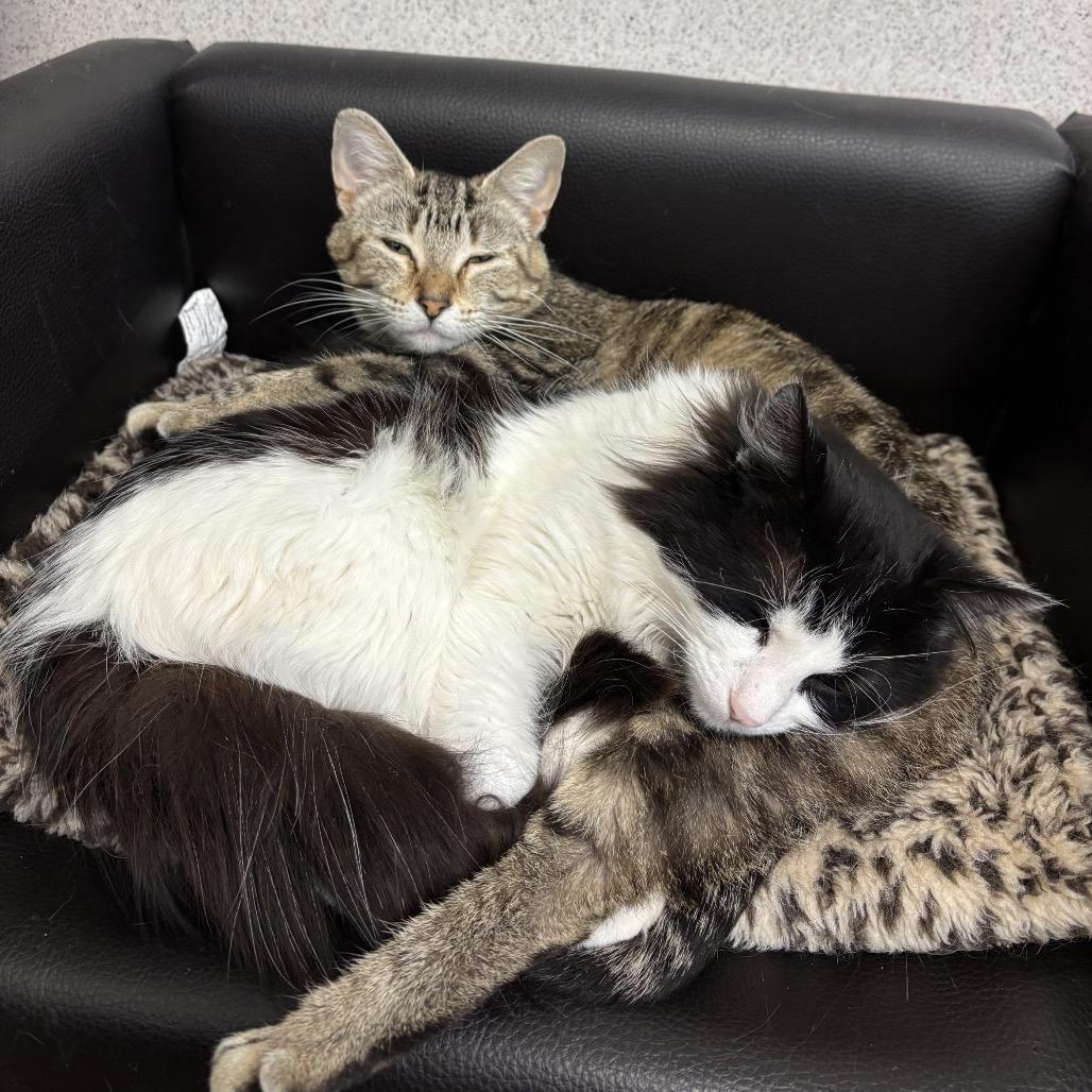 Enlarge Matilda, a Adoptable Domestic Short Hair in Naperville, IL image 3/5