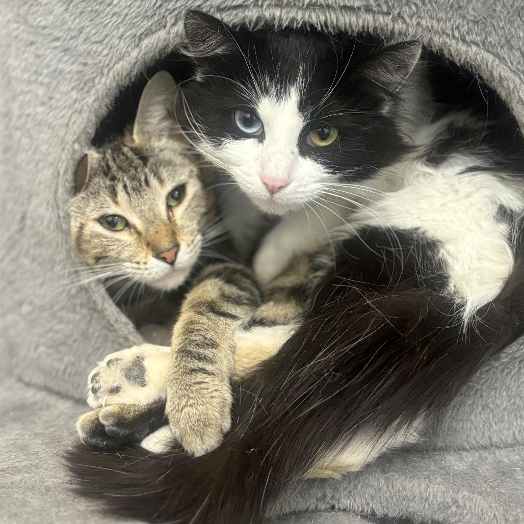 Enlarge Matilda, a Adoptable Domestic Short Hair in Naperville, IL image 4/5