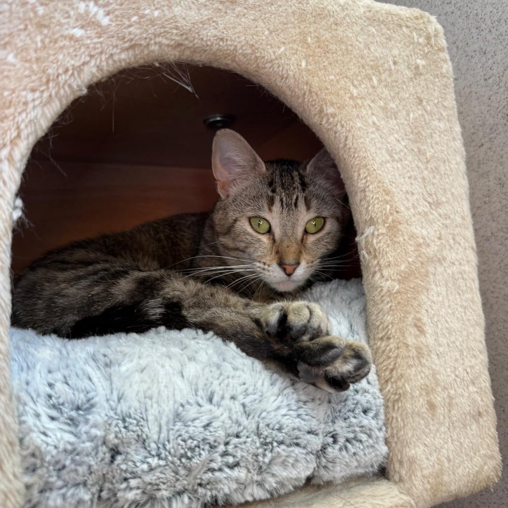 Enlarge Matilda, a Adoptable Domestic Short Hair in Naperville, IL image 5/5