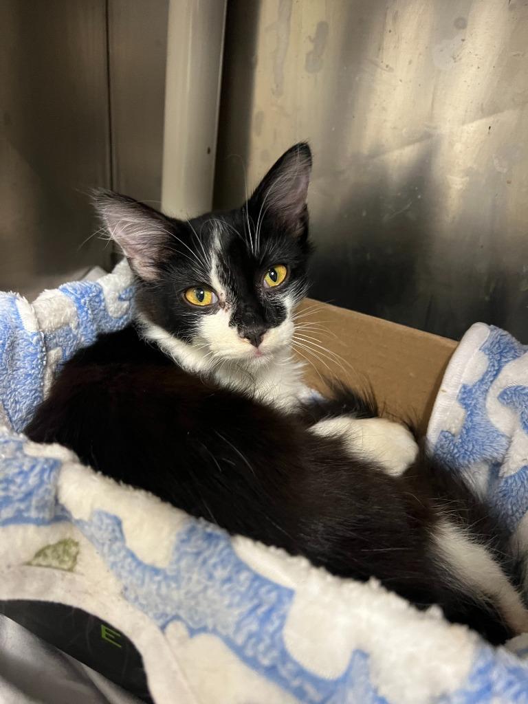 Enlarge Kitty Softpaws, a Adoptable mixed breed in Chickamauga , GA image 1/1