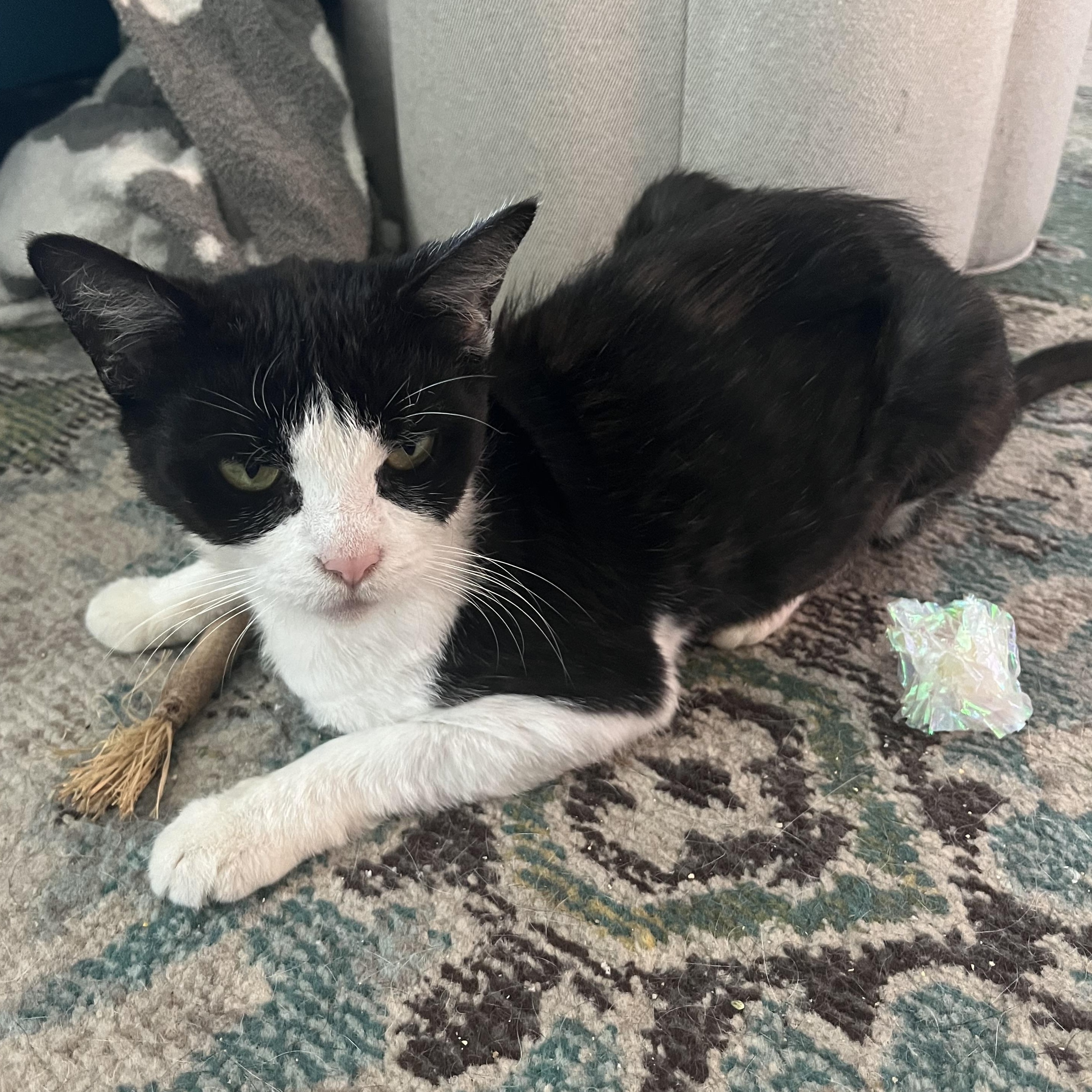 Enlarge Minnow, a ADOPTABLE Tuxedo in Tampa, FL image 3/4