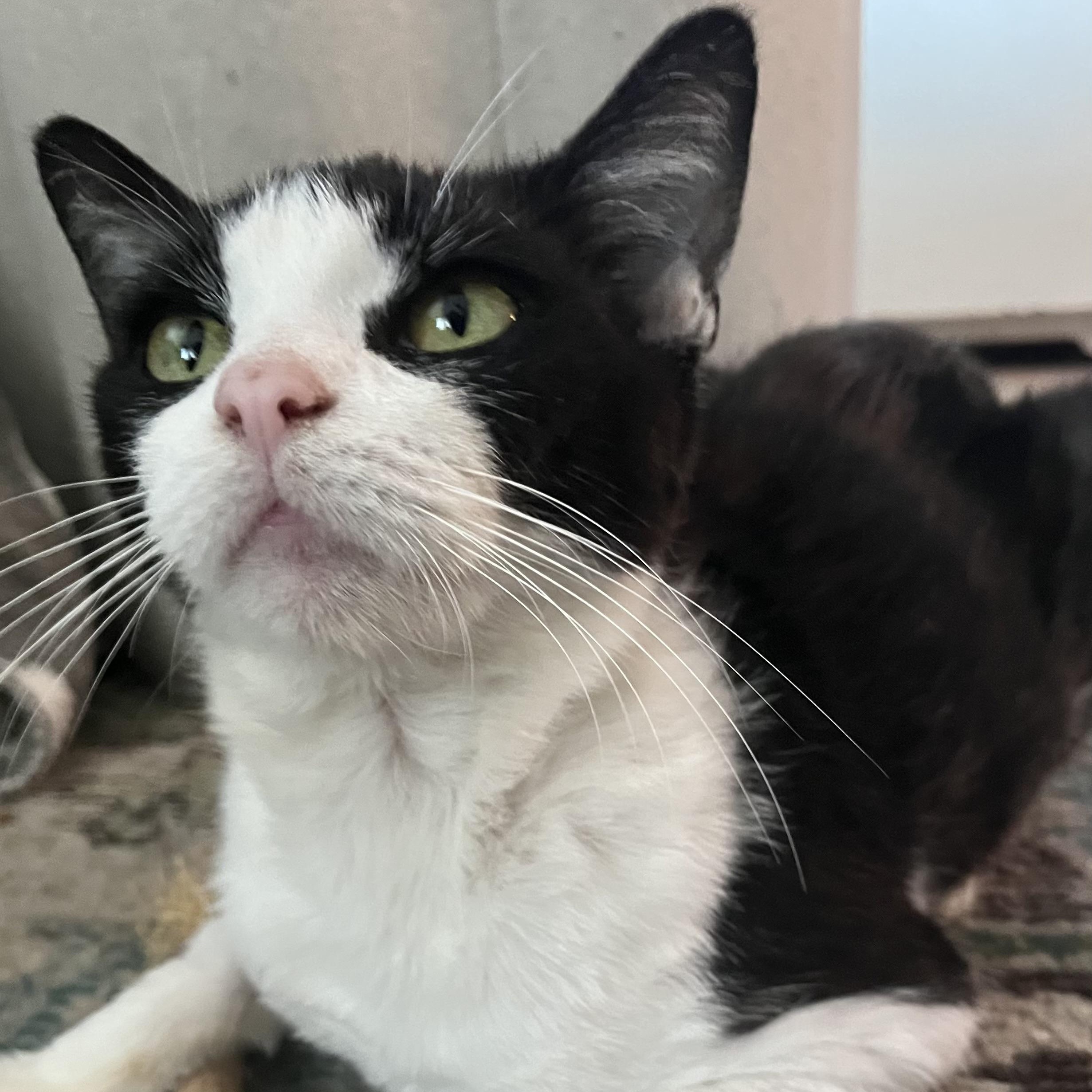 Enlarge Minnow, a ADOPTABLE Tuxedo in Tampa, FL image 1/4