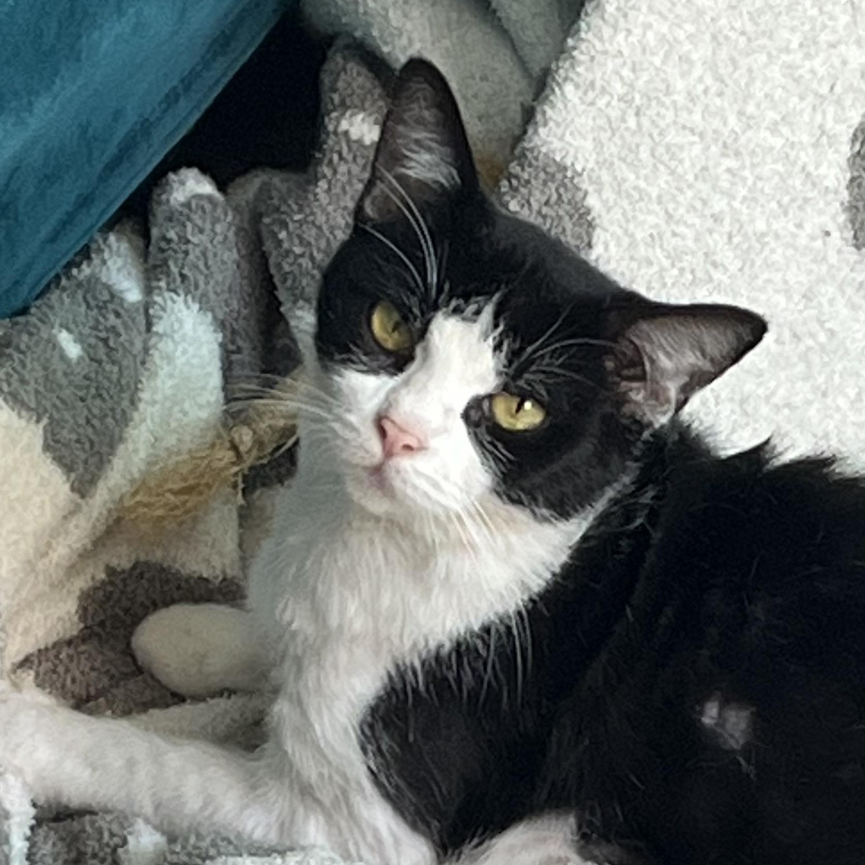Enlarge Minnow, a ADOPTABLE Tuxedo in Tampa, FL image 2/4