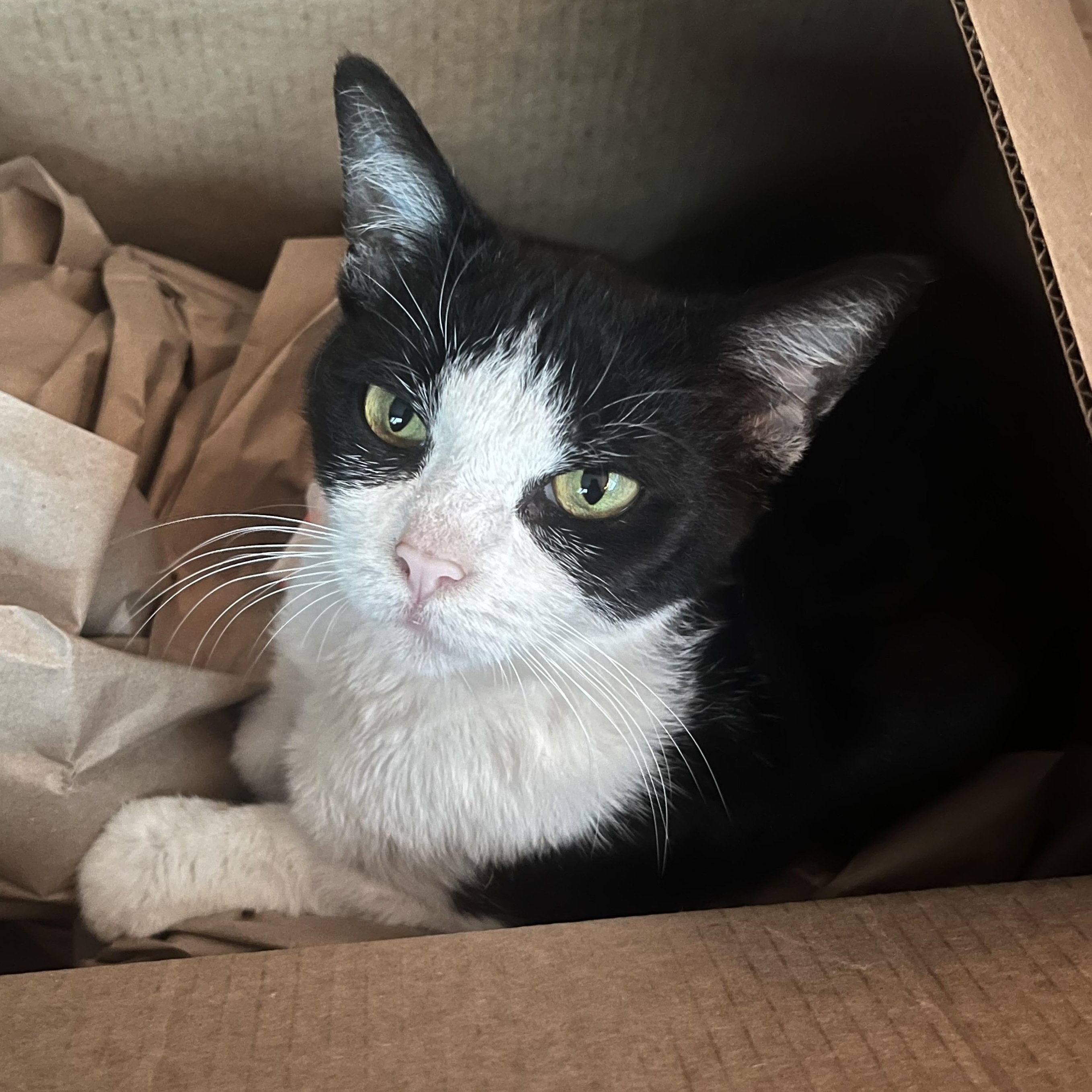 Enlarge Minnow, a ADOPTABLE Tuxedo in Tampa, FL image 4/4