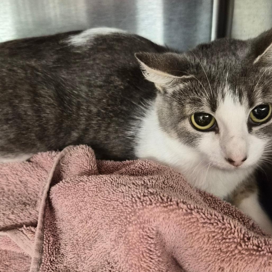 Leda, Adoptable, Young Female Domestic Short Hair.