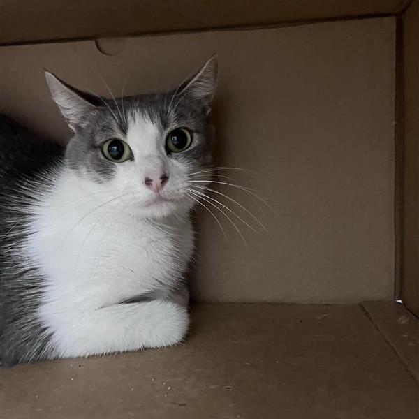 Enlarge Leda, a Adoptable Domestic Short Hair in Bentonville, AR image 2/3