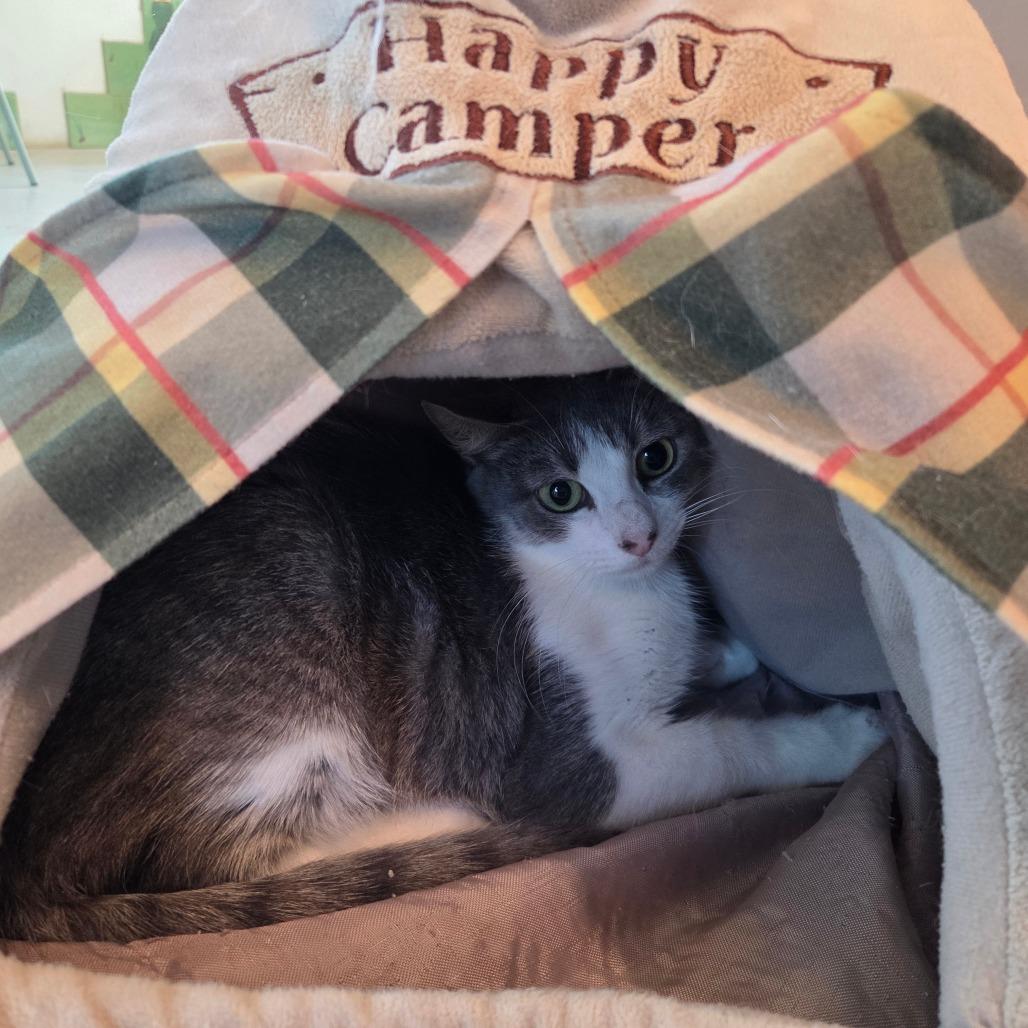 Enlarge Leda, a Adoptable Domestic Short Hair in Bentonville, AR image 3/3