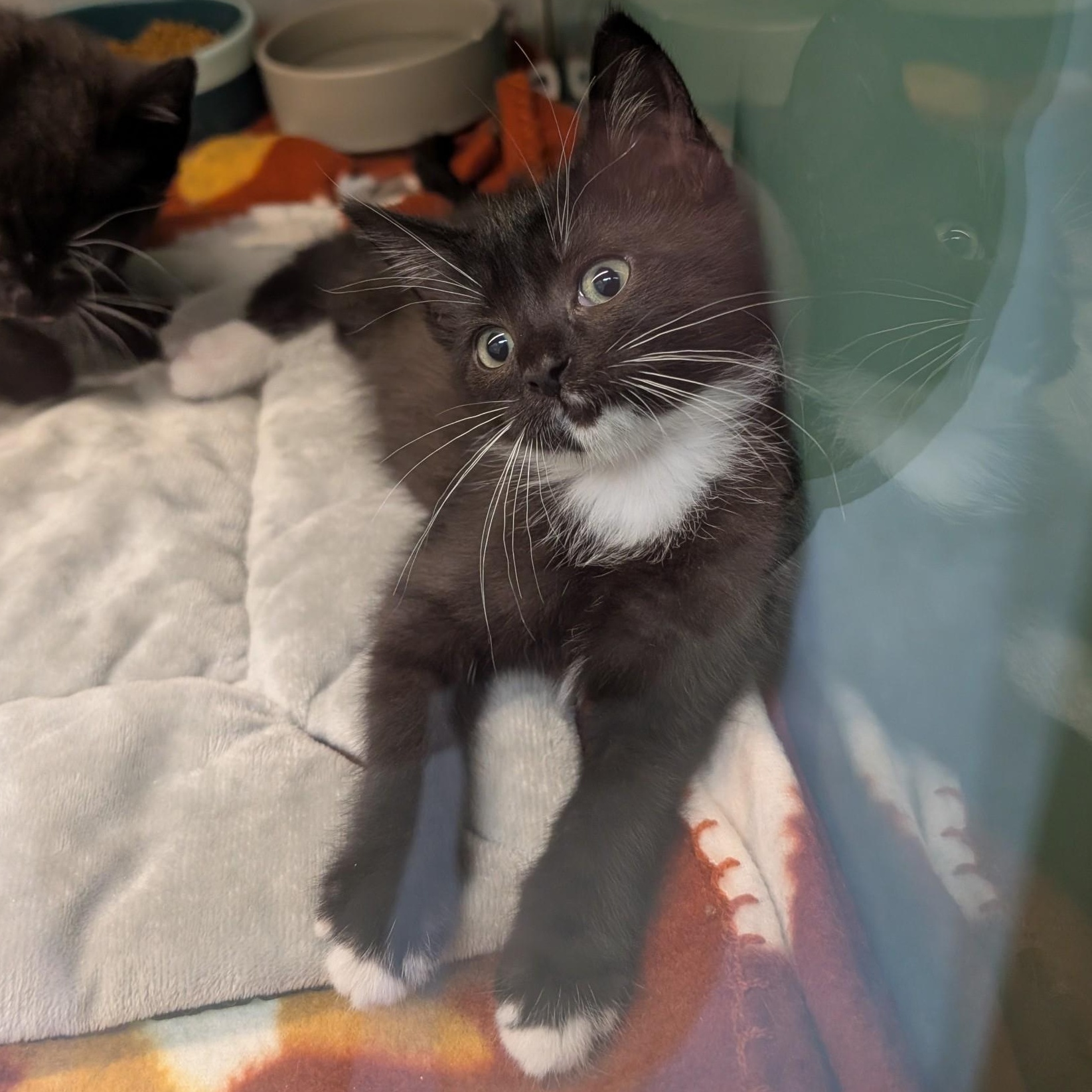 Sage, ADOPTABLE, Kitten Female Domestic Short Hair.