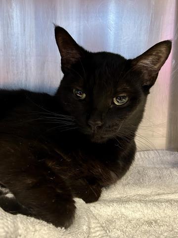 Enlarge GODIVA, a Adoptable Domestic Short Hair in Clinton Township, MI image 1/1