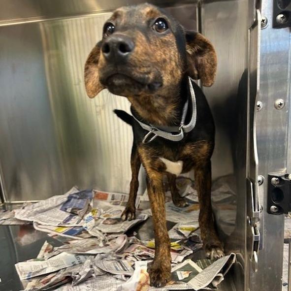 Tory, Adoptable, Young Female Terrier.