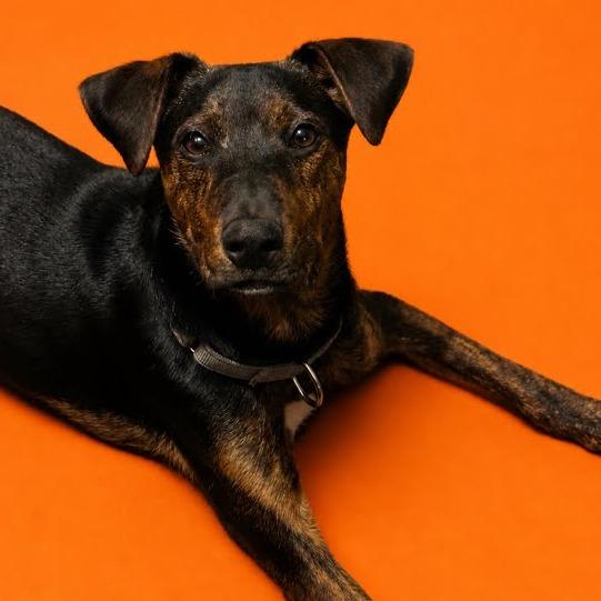 Enlarge Tory, a Adoptable Terrier in Knoxville, TN image 2/2