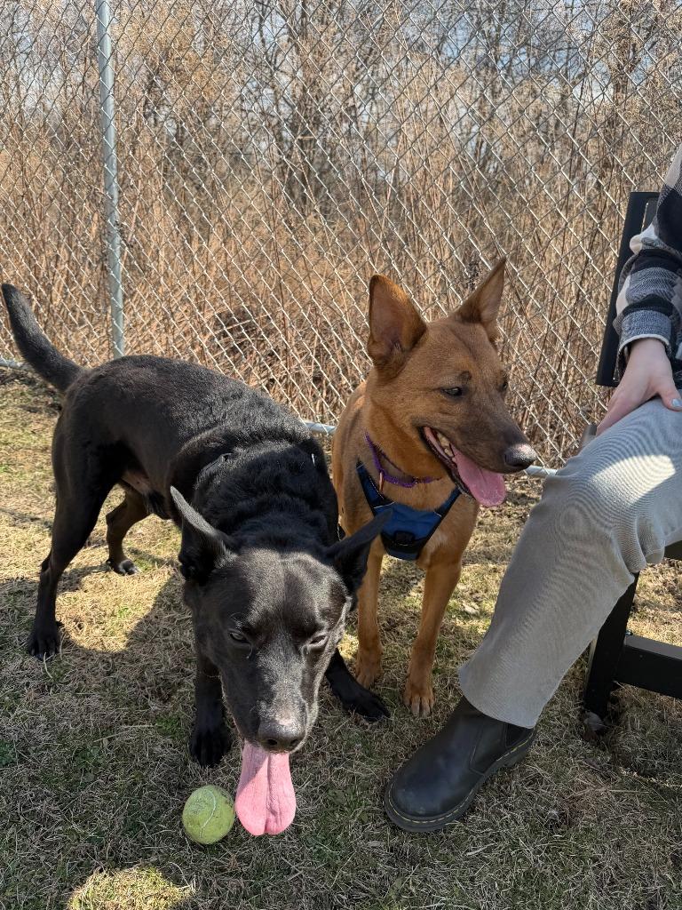 Amber, Adoptable, Adult Female Mixed Breed.