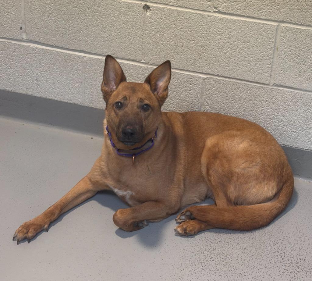 Enlarge Amber, a Adoptable mixed breed in Hyde Park, NY image 2/3