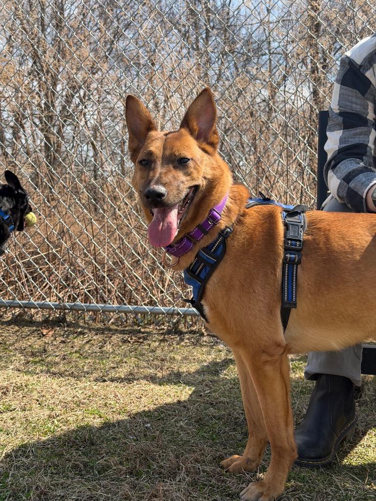 Enlarge Amber, a Adoptable mixed breed in Hyde Park, NY image 3/3