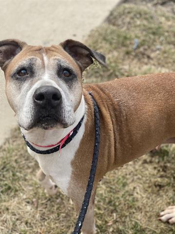 POOKIE, Adoptable, Adult Female Boxer.