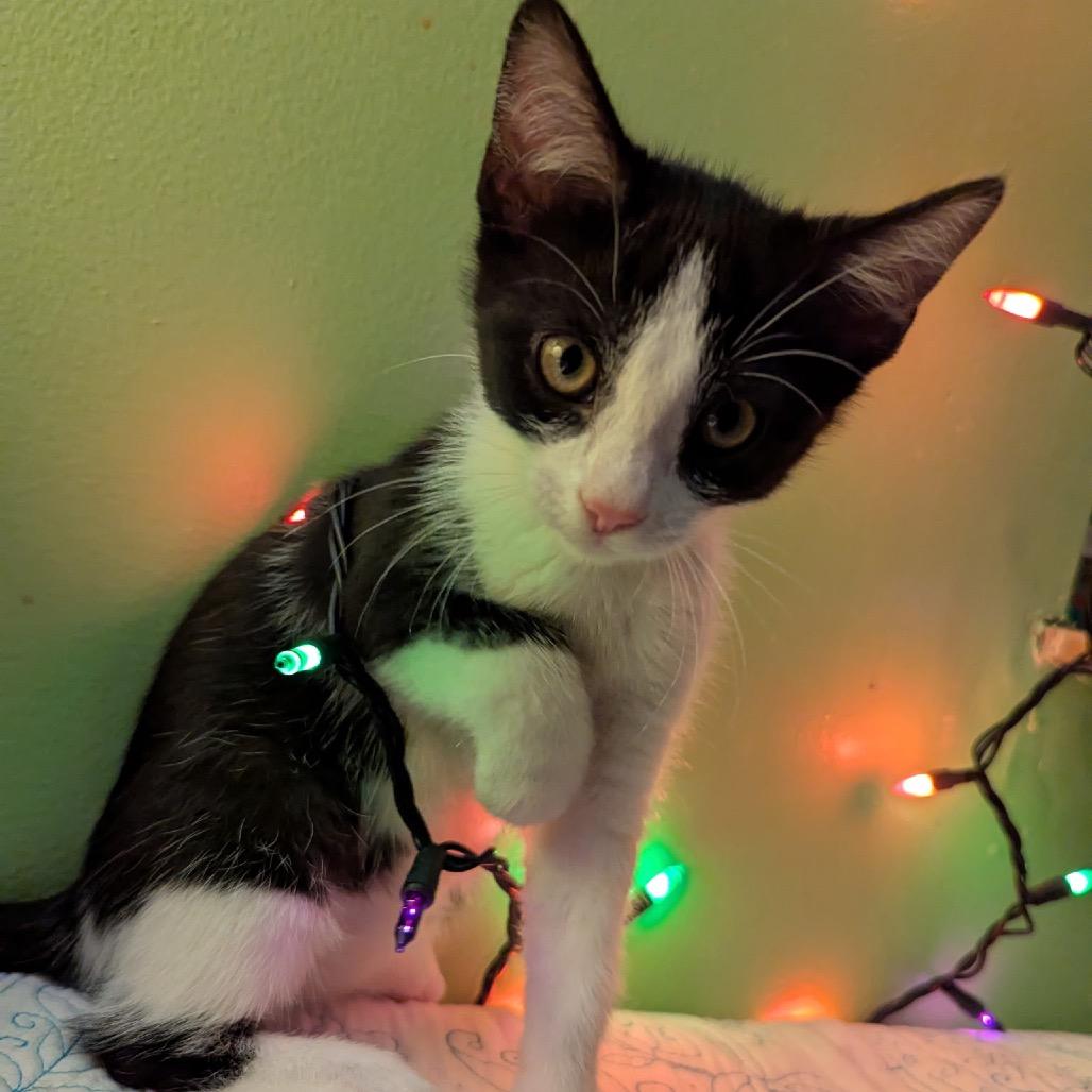 Enlarge Ginger, a Adoptable Domestic Short Hair in Granville, OH image 1/1