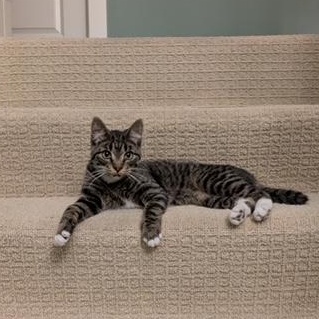 Bill, ADOPTABLE, Kitten Male Domestic Short Hair.