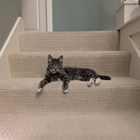 Bill, a ADOPTABLE Domestic Short Hair in Hudsonville, MI image 4/6