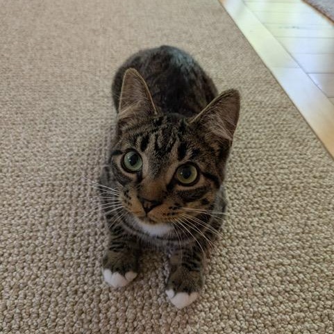 Bill, a ADOPTABLE Domestic Short Hair in Hudsonville, MI image 2/6