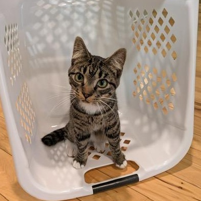 Bill, a ADOPTABLE Domestic Short Hair in Hudsonville, MI image 1/6