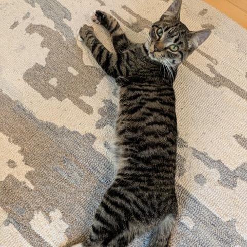 Enlarge Bill, a ADOPTABLE Domestic Short Hair in Hudsonville, MI image 3/3