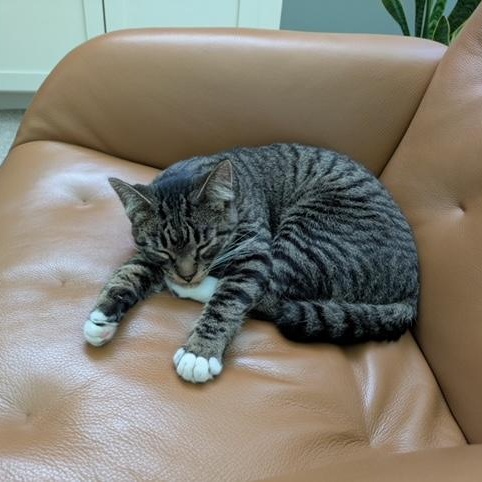 Bill, a ADOPTABLE Domestic Short Hair in Hudsonville, MI image 3/6