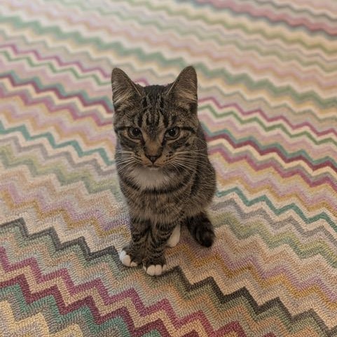 Enlarge Bill, a ADOPTABLE Domestic Short Hair in Hudsonville, MI image 2/3