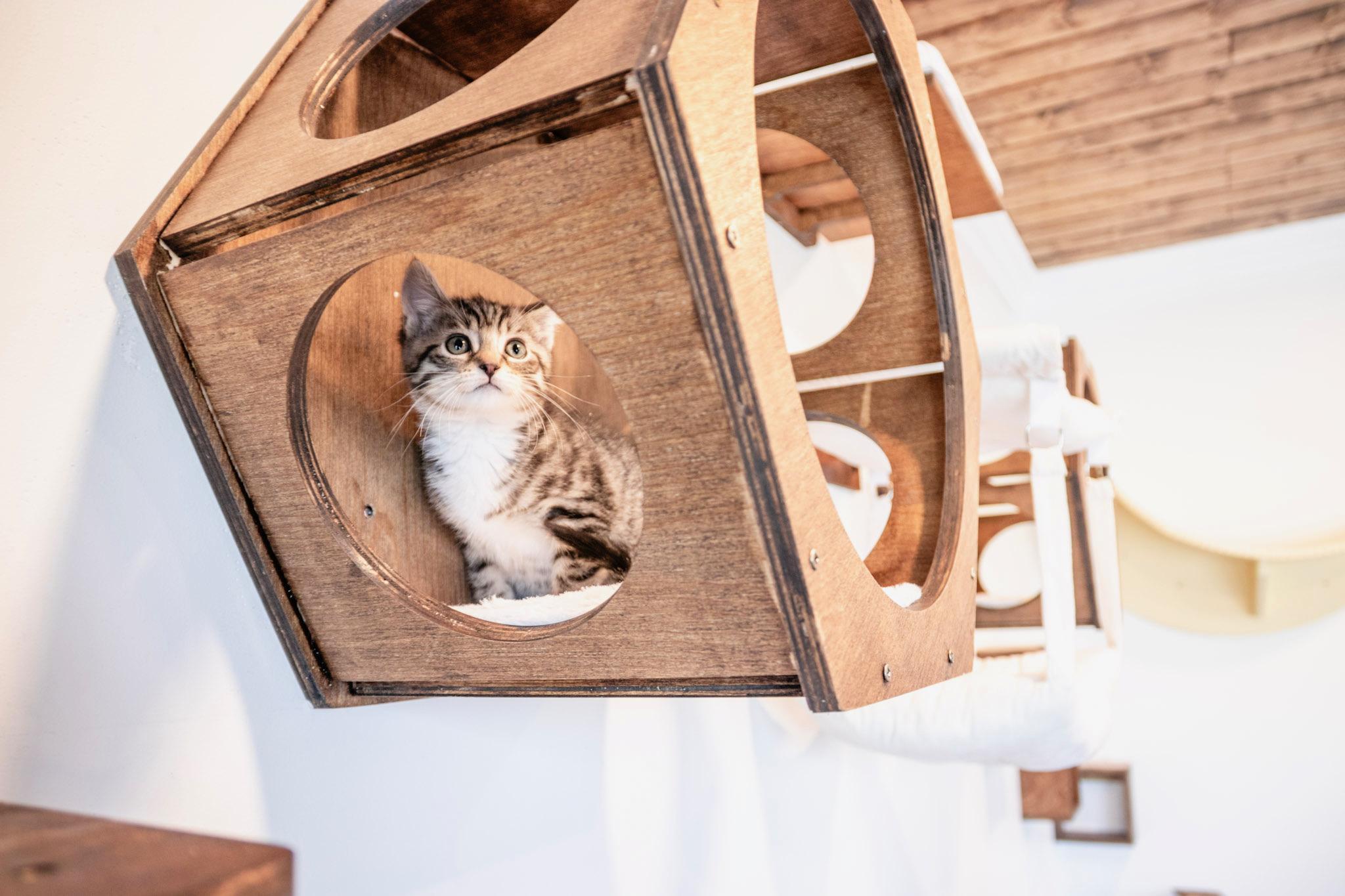 Enlarge Apple Jack, an adopted Domestic Short Hair in Bellmawr, NJ image 2/2